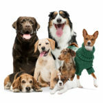 Young dogs are posing. Cute doggies or pets looking happy isolated on white background. Studio photoshots. Creative collage of different breeds of dogs. Flyer for your ad.